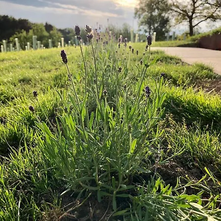 アパート Lind Fruchtreich Sebersdorf